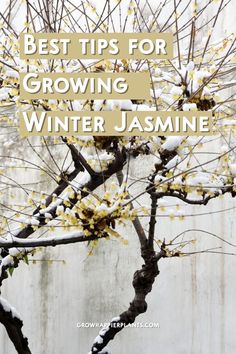 a tree with snow on it and the words best tips for growing winter jasmine