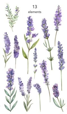 watercolor lavender flowers and leaves on a white background with the text, 13 elements