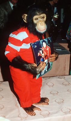 a monkey dressed in red is holding a book