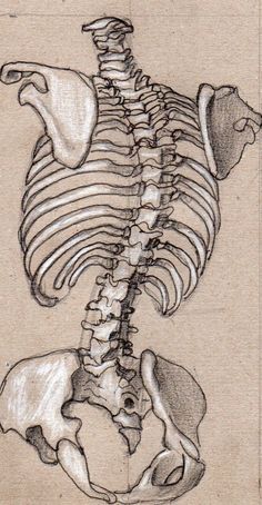 this is a drawing of a skeleton in the shape of a horse's back