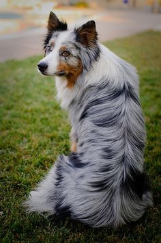 a dog sitting in the grass looking at something