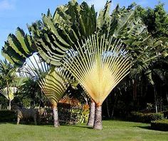 a palm tree in the middle of a road with lots of trees on both sides