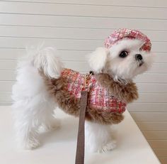 a small white dog wearing a pink and red coat on top of a counter next to a wall