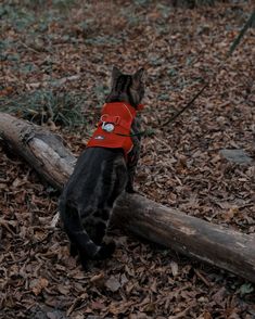 a black cat wearing a red harness on top of a log in the woods next to fallen leaves