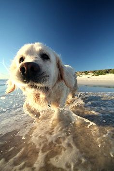 a white dog is walking in the water at the beach and looking into the camera