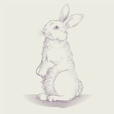 a drawing of a rabbit sitting on its hind legs