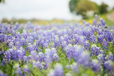 a field full of purple and white flowers