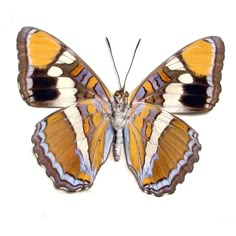 an orange and white butterfly on a white background