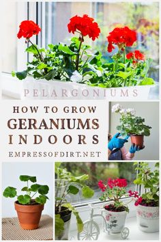 red geraniums growing in potted plants with text overlay reading how to grow geranium indoors