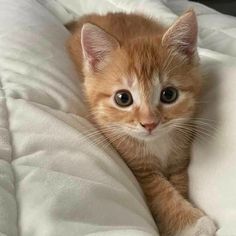 an orange and white kitten laying on top of a bed covered in blankets with eyes wide open