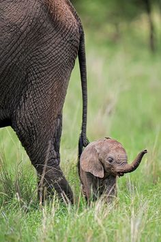 a baby elephant walking next to an adult elephant