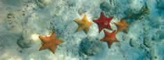 five starfishs are swimming in the water