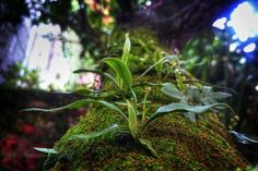 moss growing on the side of a tree trunk with lights in the backround