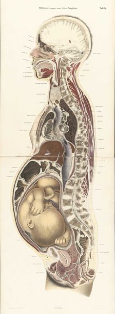 an image of the human body with its organs and their major vessels in it's stomach