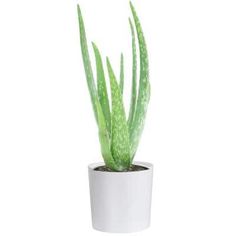 an aloem plant in a white pot