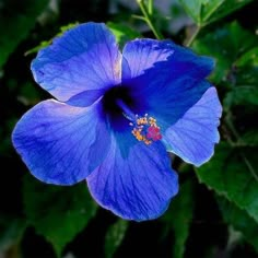 a blue flower with green leaves in the background