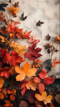 an arrangement of autumn leaves on a white background