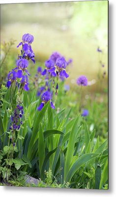 some purple flowers are growing in the grass