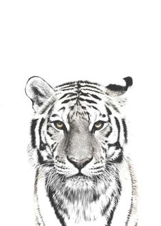 a drawing of a tiger looking at the camera