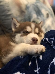 a small dog sleeping on top of a blanket