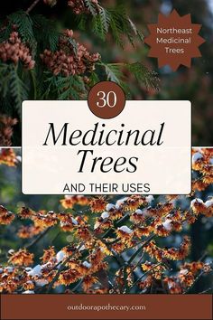 Medicinal Trees And Their Uses, Herb Preservation, Forest Medicine, Ancient Apothecary, Outdoor Apothecary, Plant Remedies, Apothecary Herbs