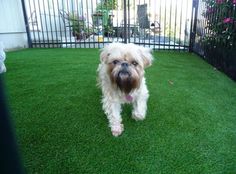 a small white dog standing on top of a lush green field next to a fence