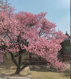 a large tree with pink flowers in front of a building and steps leading up to it