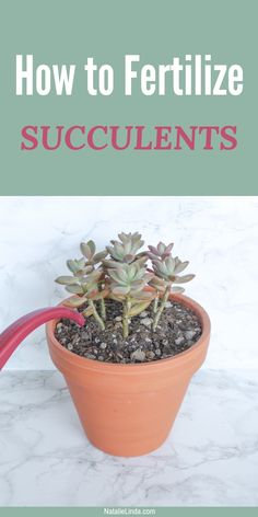 a potted plant with the title how to fertilize succulents