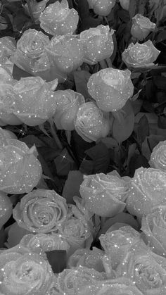 black and white photograph of roses with water droplets