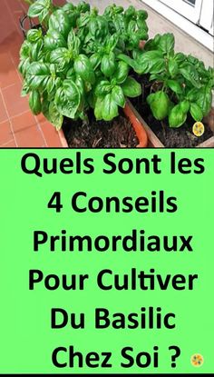 there are four plants in the planter with words above them that say, quels sont les 4 conseis primordilaix pour cultiver du basilic chez soi?