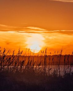 the sun is setting over some water and tall grass in front of an orange sky