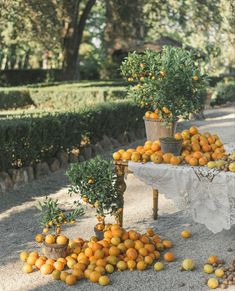 there are many oranges on the table and one is in front of some trees