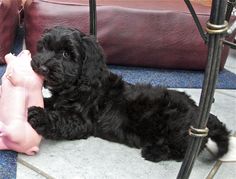 a small black dog laying on the ground next to a pink toy piggy bank