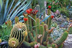 many different types of cactus plants in a garden