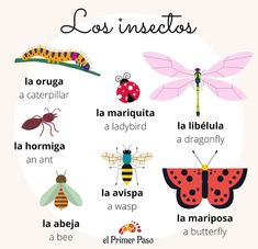 spanish words with pictures of bugs, insects and caterpillars in english or spanish