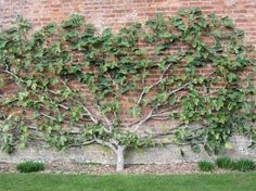 a tree that is growing on the side of a brick wall in front of some grass