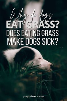 Why Do Dogs Eat Grass? Does Eating Grass Make Dogs Sick? Cute Corgi Puppy, Meat Diet, Lawn Care Tips, Dog Nutrition, Nutritional Deficiencies, Dog Allergies