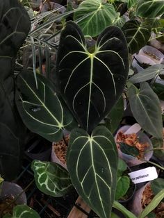 a heart shaped plant in the middle of some potted plants