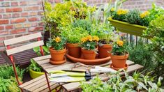 several potted plants and gardening utensils on a wooden table