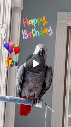 a gray parrot sitting on top of a perch next to a birthday card that says happy birthday