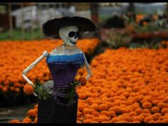 there is a fake skeleton wearing a dress and hat in the field full of orange flowers