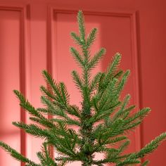 a small pine tree in front of a bright red door with the green leaves still on it