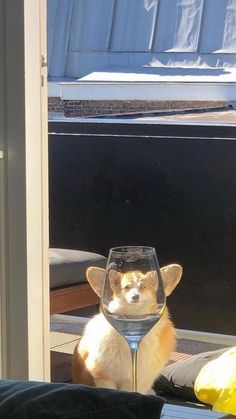 a dog sitting in front of a wine glass with the words morning written on it