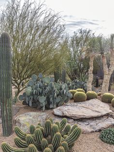 a cactus garden with rocks and cacti