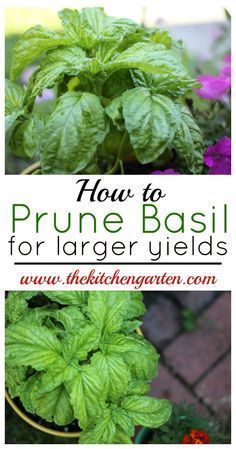 how to prune basil for larger yield in containers with text overlay that reads, how to prune basil for larger yield