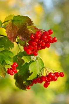 some red berries hanging from a tree with green leaves and yellow foliage in the background