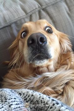 a brown dog laying on top of a couch