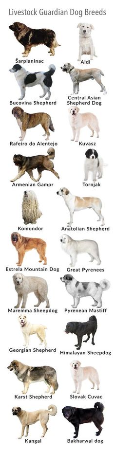 an image of different breeds of dogs in the world, with names and pictures on them