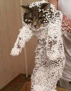 a cat standing on its hind legs covered in beads