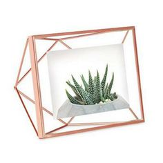 a small potted plant in a metal frame on a white background with an image of a